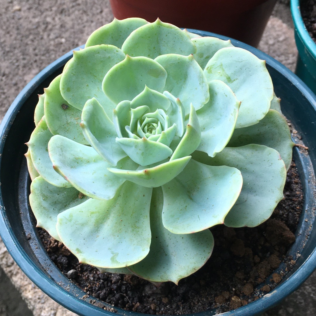 Echeveria Green Abalone in the GardenTags plant encyclopedia