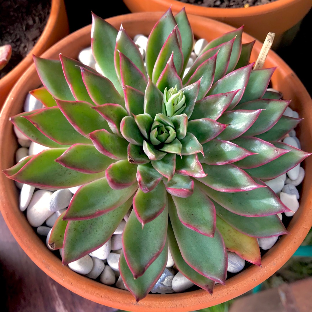 Echeveria Sagita in the GardenTags plant encyclopedia