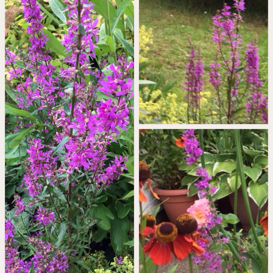 Purple Loosestrife Dropmore Purple in the GardenTags plant encyclopedia