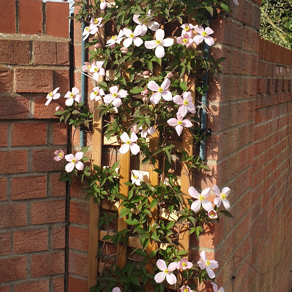 Clematis Continuity in the GardenTags plant encyclopedia