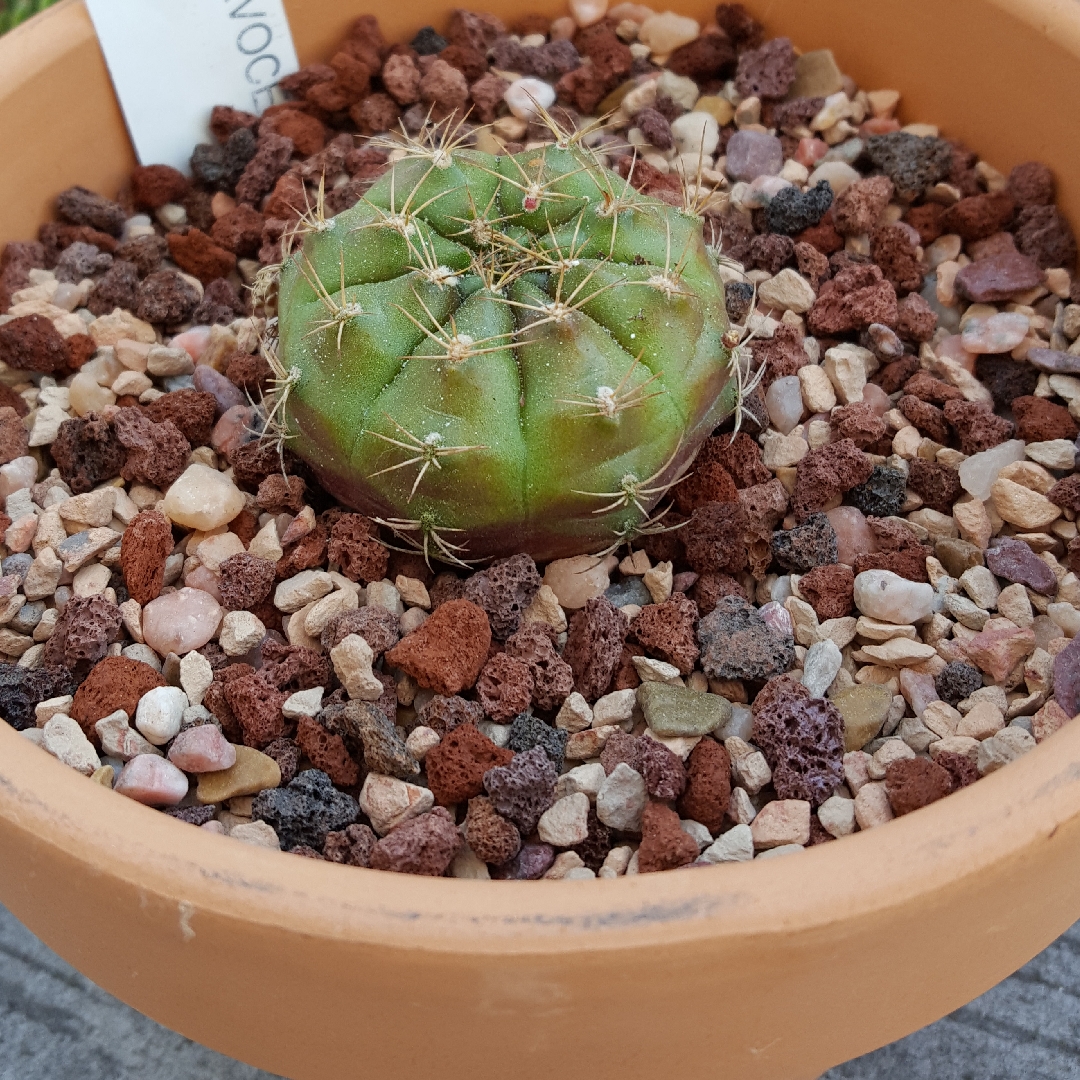 Chin Cactus in the GardenTags plant encyclopedia