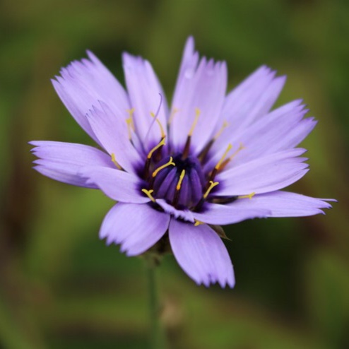 Cupids Dart in the GardenTags plant encyclopedia