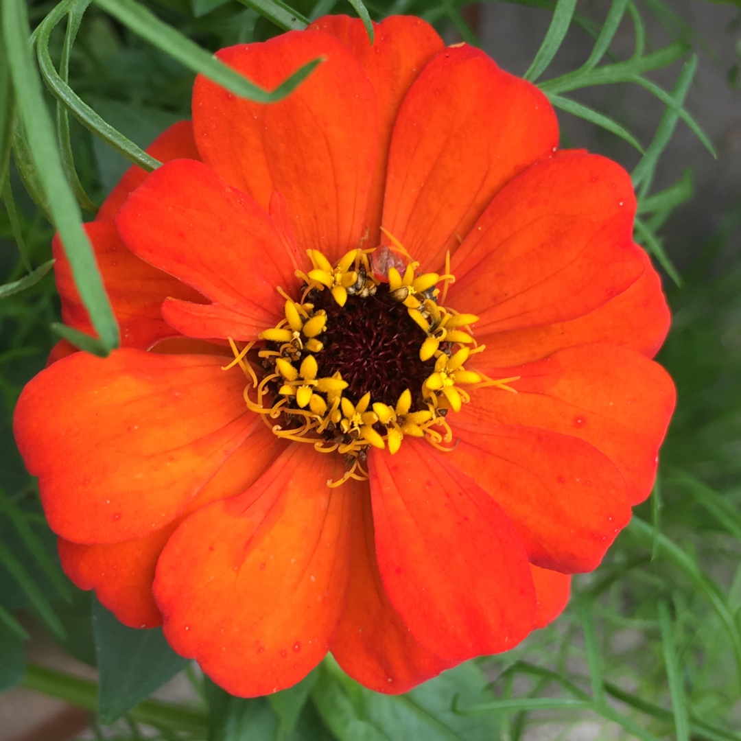 Zinnia Pulcino Mix in the GardenTags plant encyclopedia