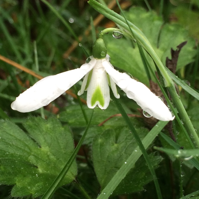 Snowdrop (Species) Queen Olgas Snowdrop in the GardenTags plant encyclopedia