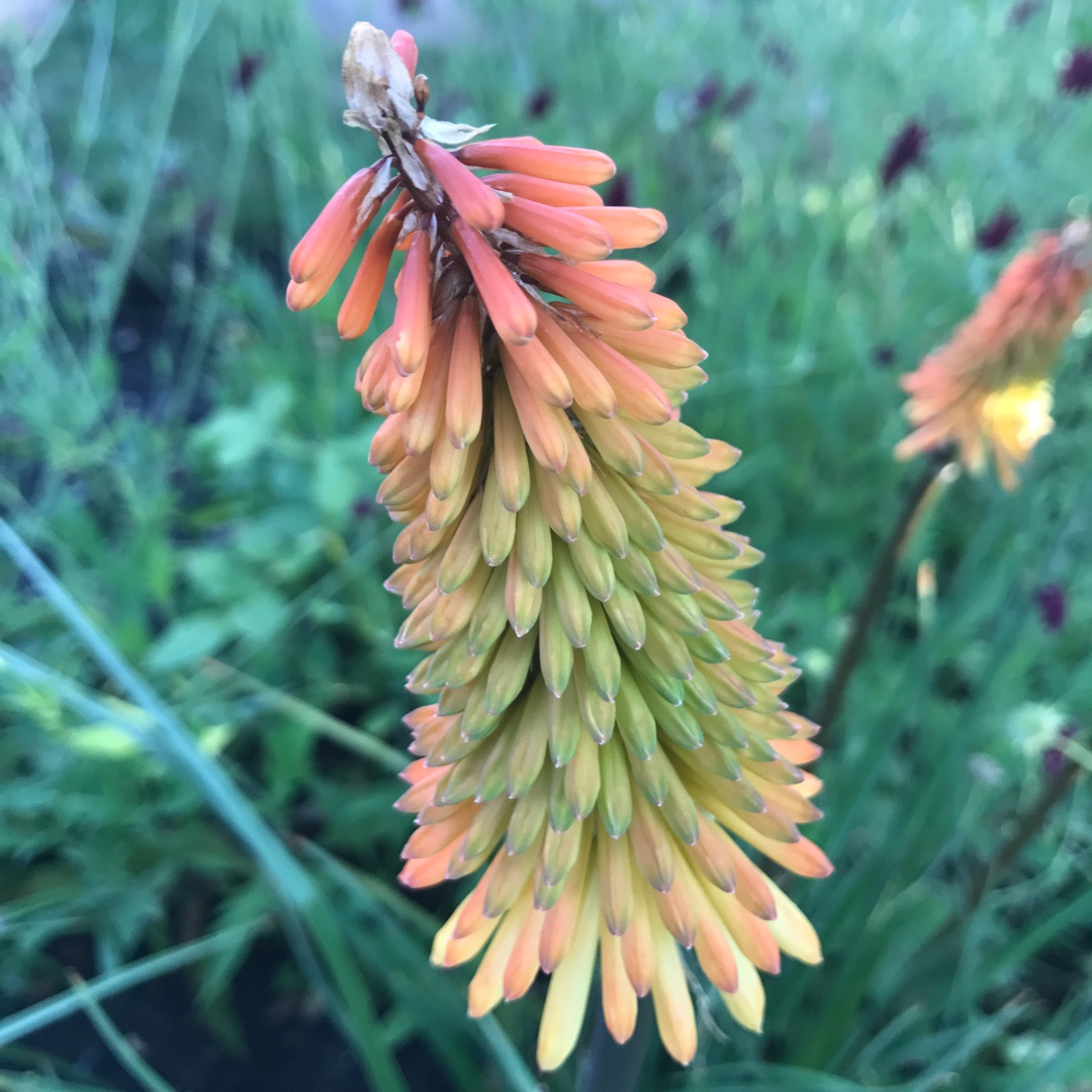 Red Hot Poker Nancys Red in the GardenTags plant encyclopedia