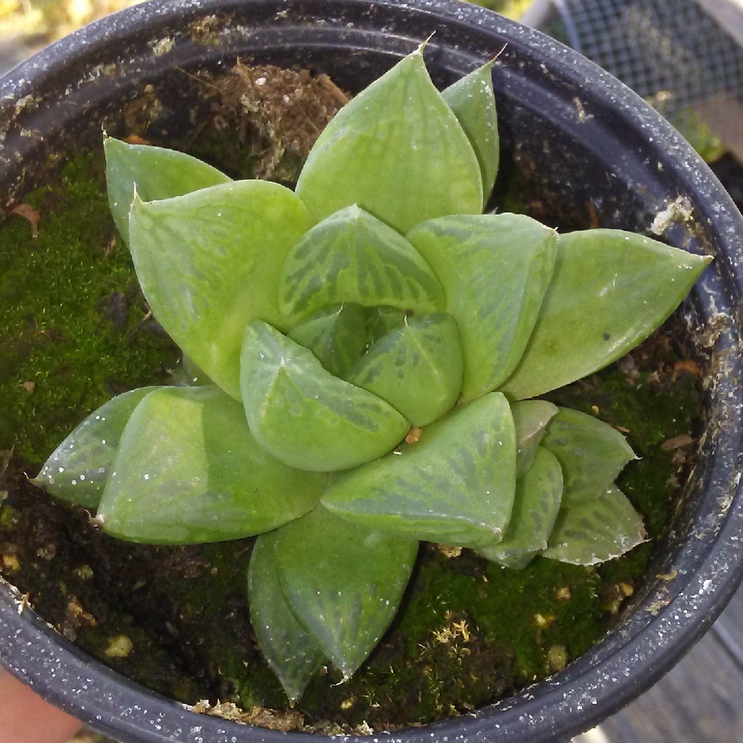 Haworthia mirabilis in the GardenTags plant encyclopedia