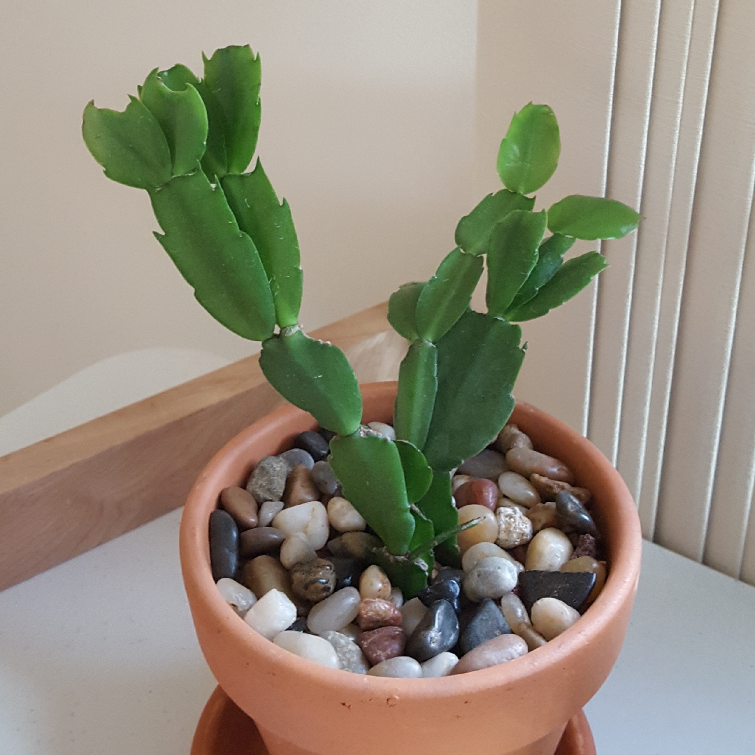 Zygocactus Thor Hiro in the GardenTags plant encyclopedia