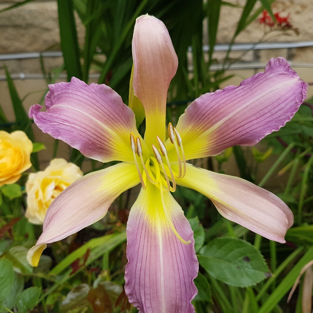 Daylily Cerulean Star in the GardenTags plant encyclopedia