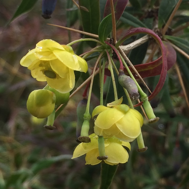 Gagnepains Barberry in the GardenTags plant encyclopedia