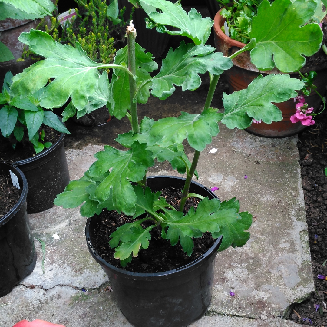 Chrysanthemum Porto Purple in the GardenTags plant encyclopedia