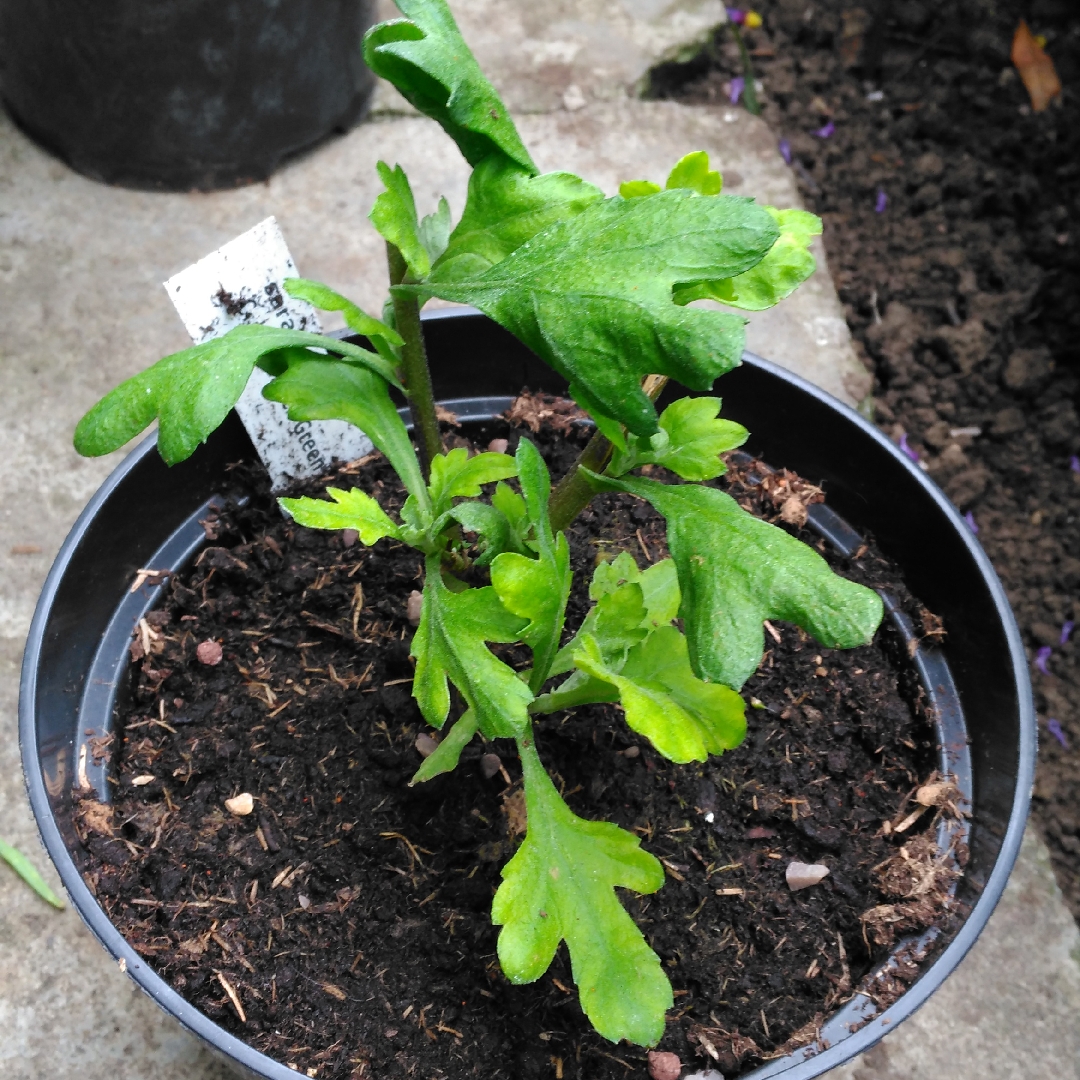 Chrysanthemum Shamrock Green in the GardenTags plant encyclopedia