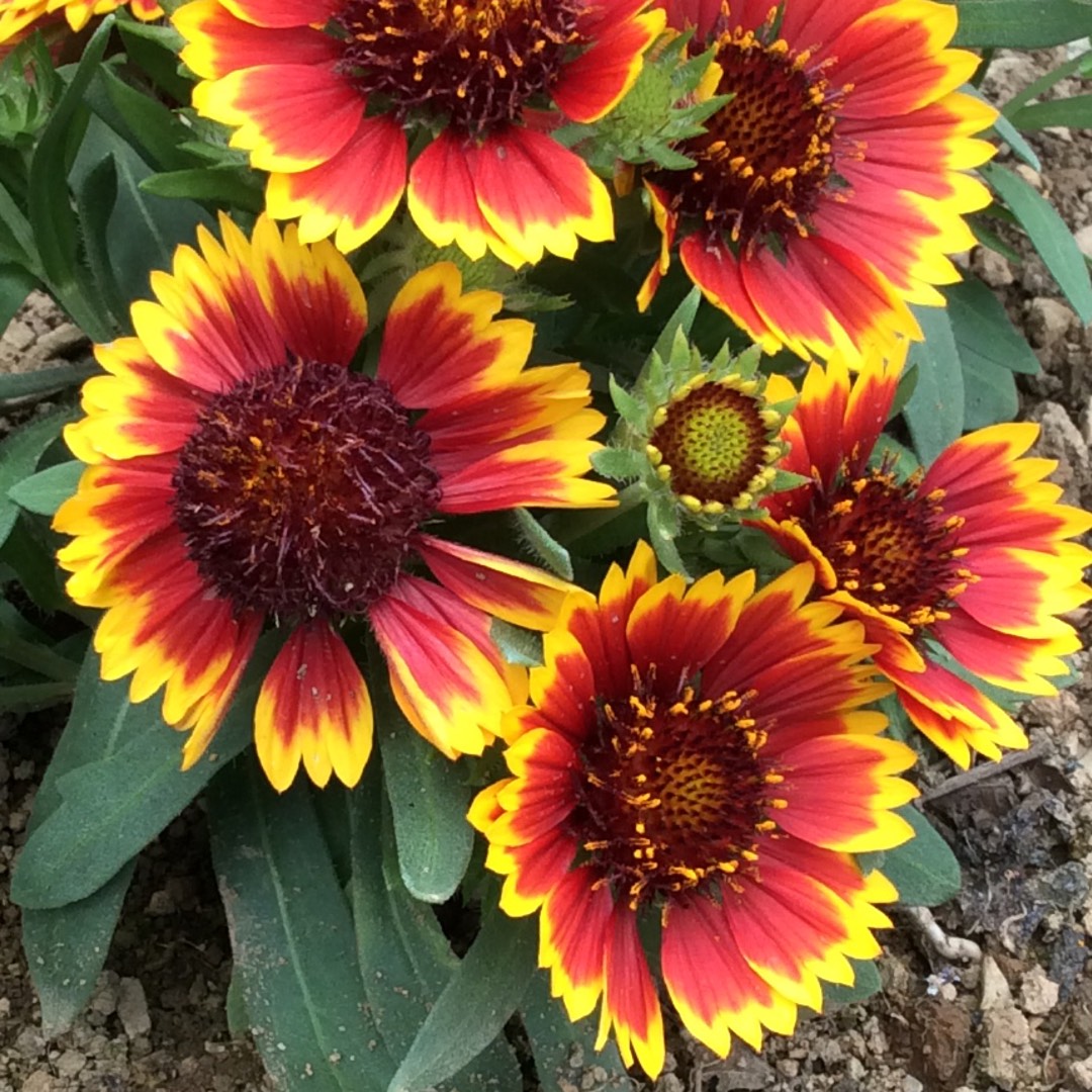 Blanket Flower Sunrita in the GardenTags plant encyclopedia