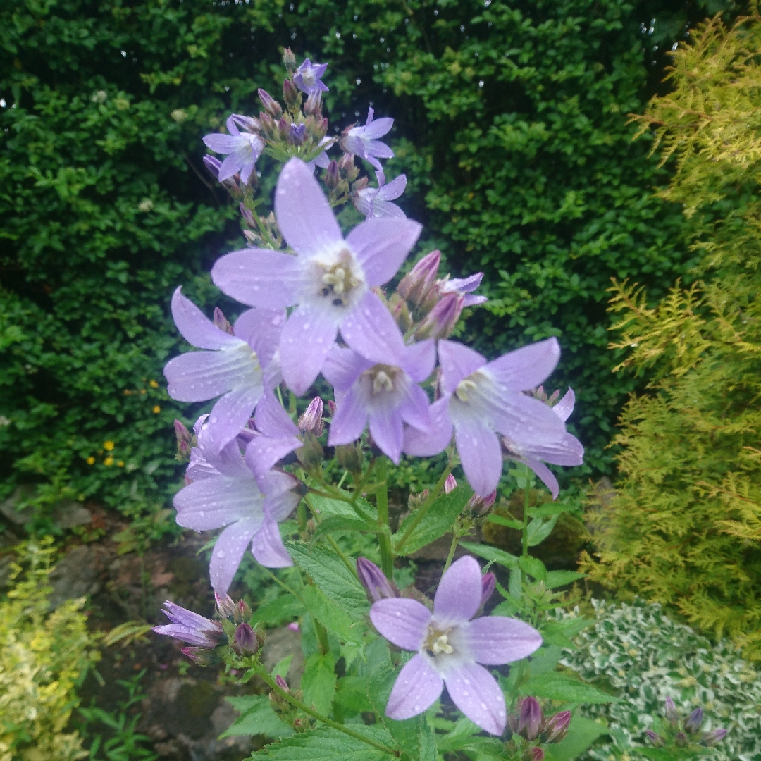 Giant Bellflower in the GardenTags plant encyclopedia