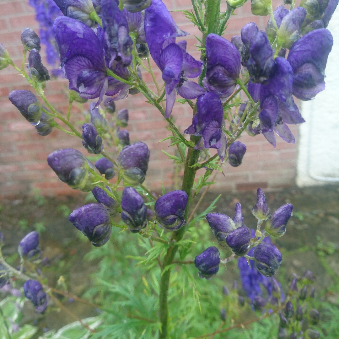 Aconite in the GardenTags plant encyclopedia