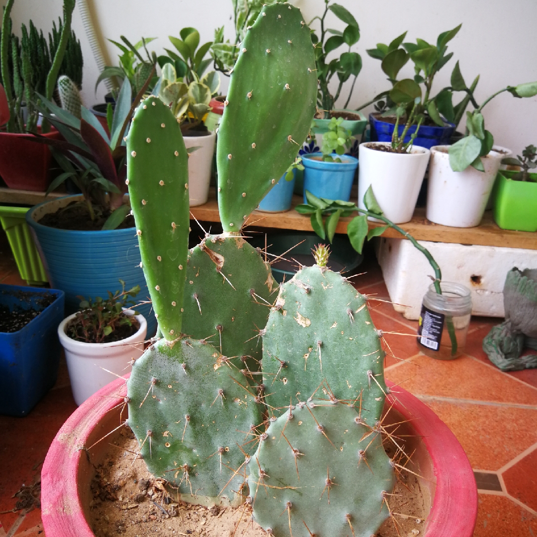 Tulip prickly pear in the GardenTags plant encyclopedia