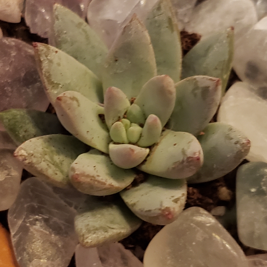 Sedeveria Blue Burrito in the GardenTags plant encyclopedia