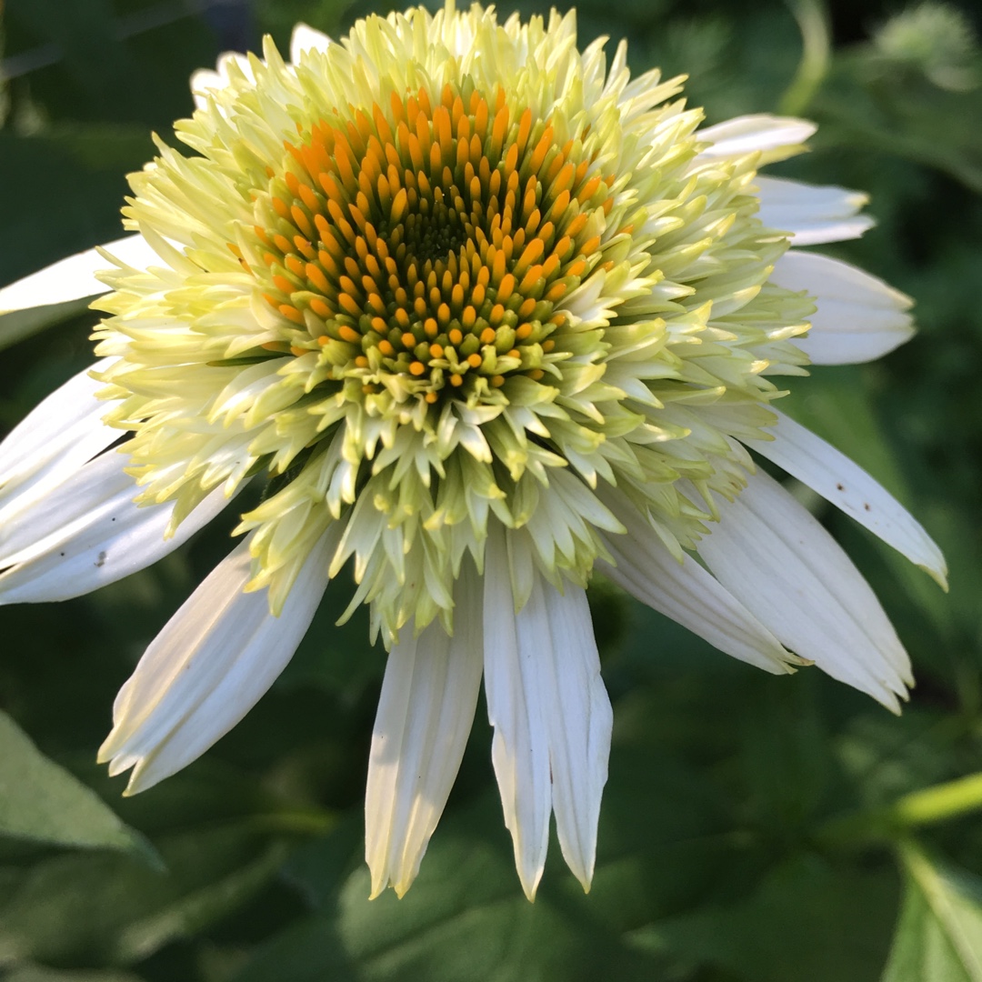 Coneflower Coconut Lime in the GardenTags plant encyclopedia