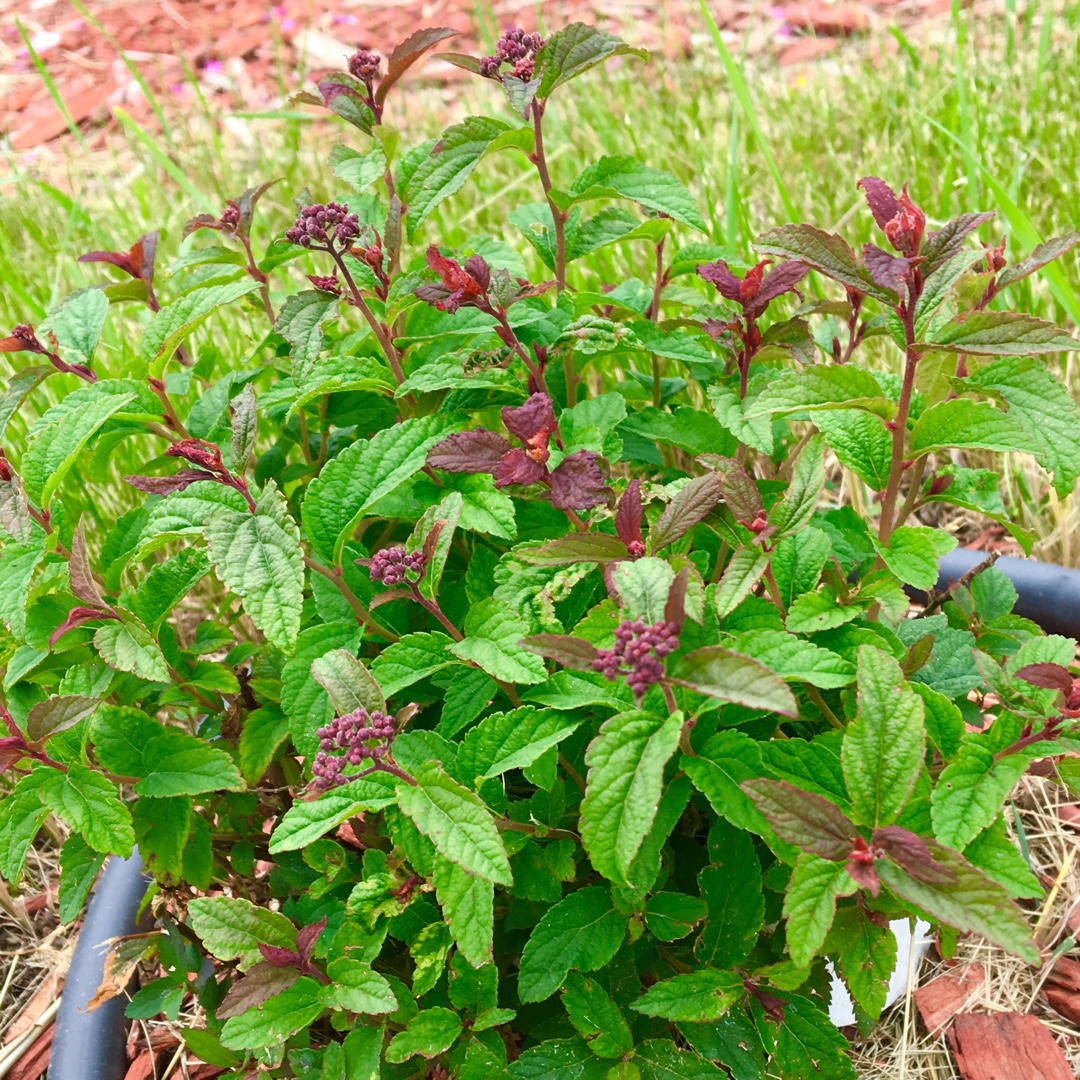 Superstar Spiraea in the GardenTags plant encyclopedia