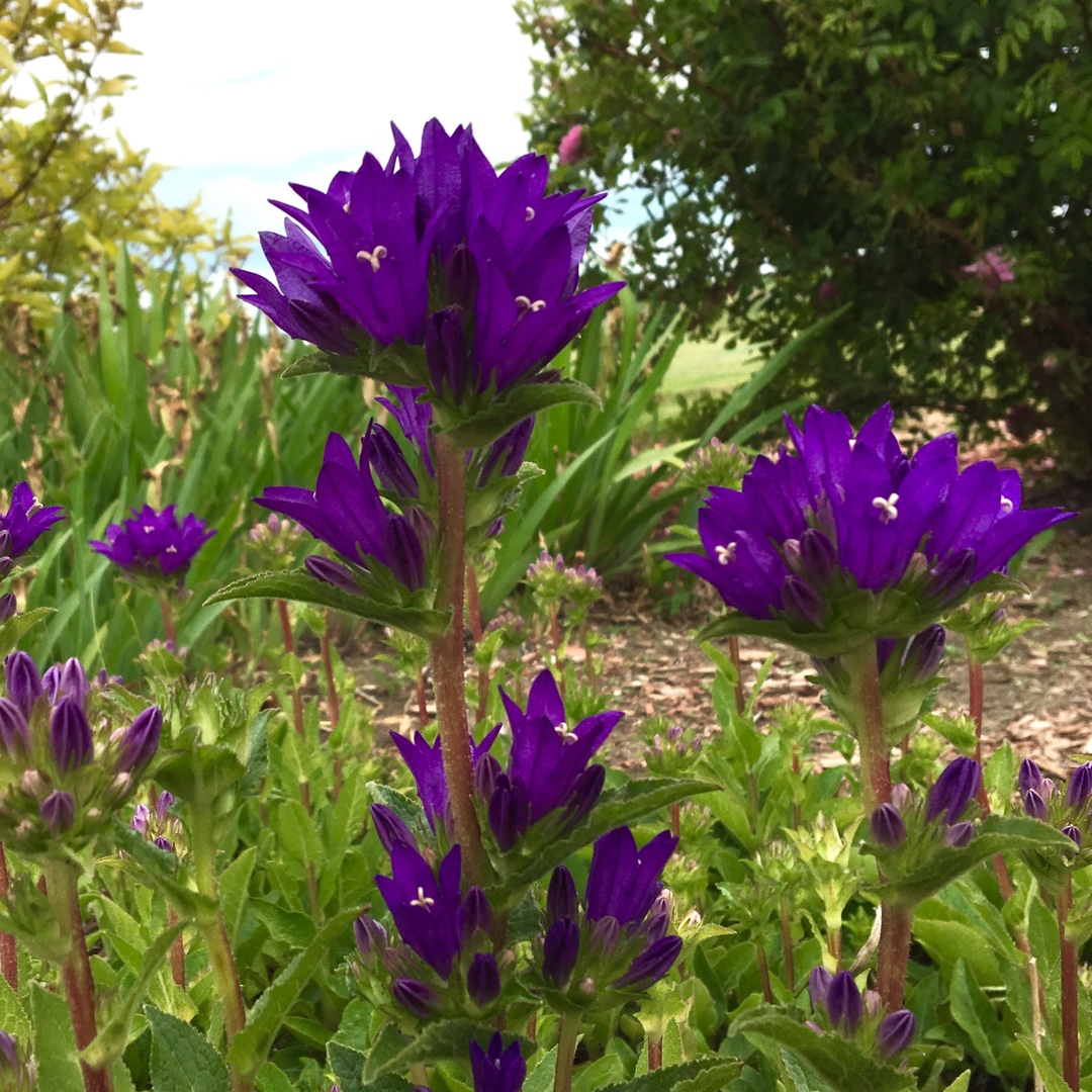 Blue Clustered Bellflower in the GardenTags plant encyclopedia