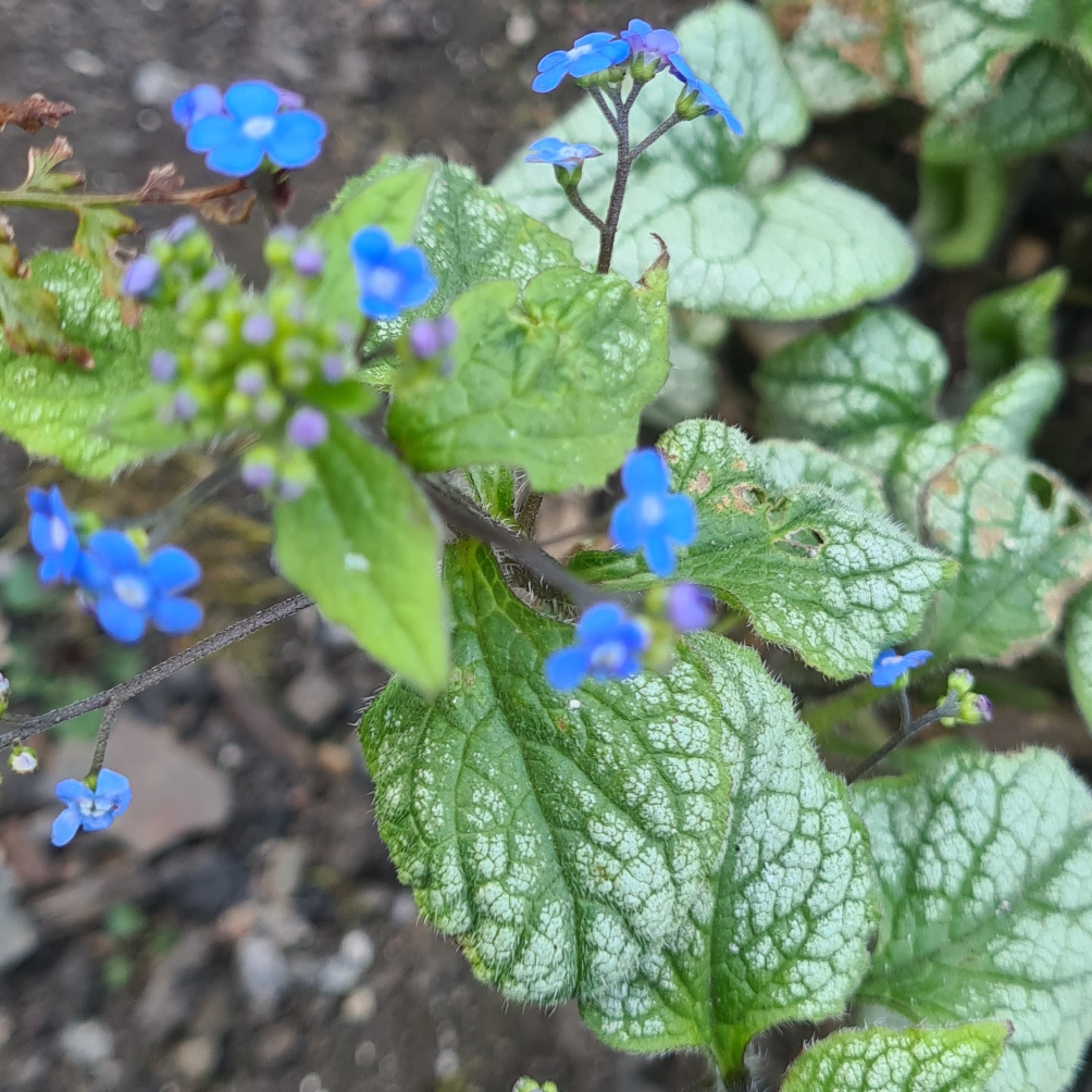 Siberian Bugloss Looking Glass in the GardenTags plant encyclopedia