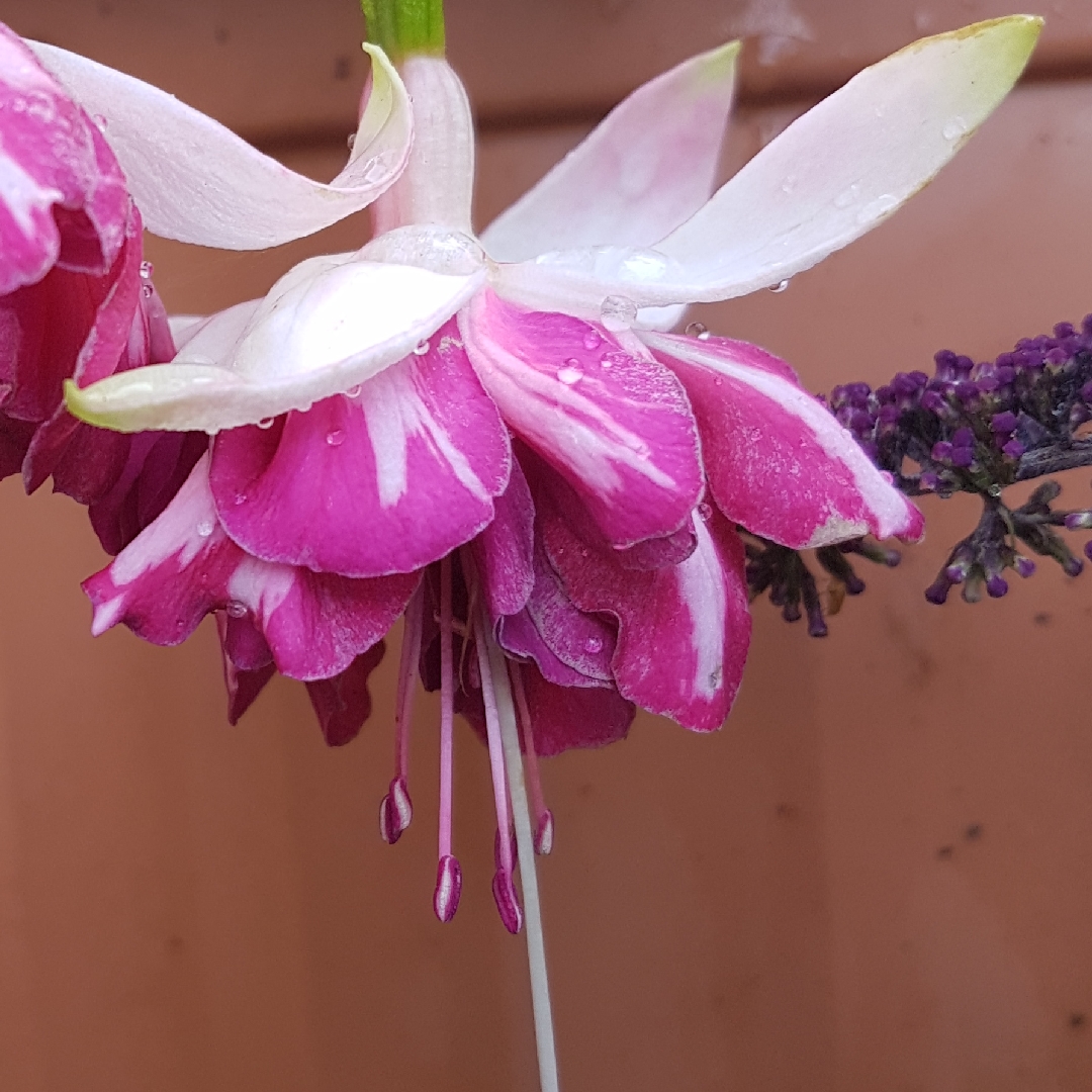 Fuchsia Flying Scotsman in the GardenTags plant encyclopedia