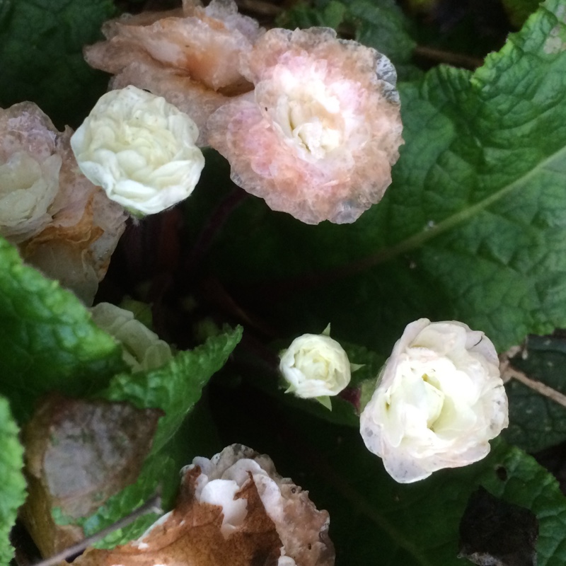 Double Primrose Pink Ice in the GardenTags plant encyclopedia