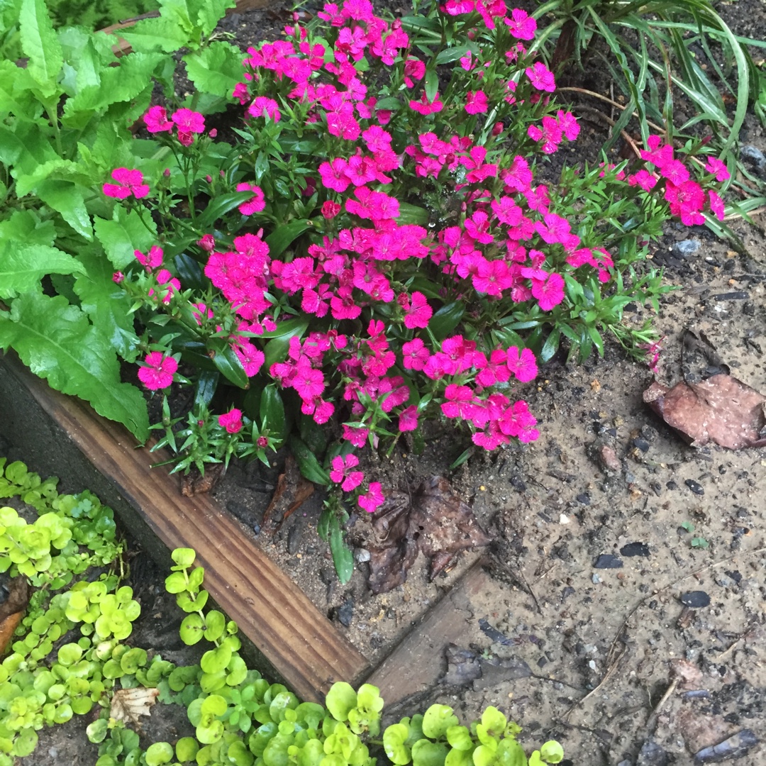 Dianthus Jolt Cherry in the GardenTags plant encyclopedia