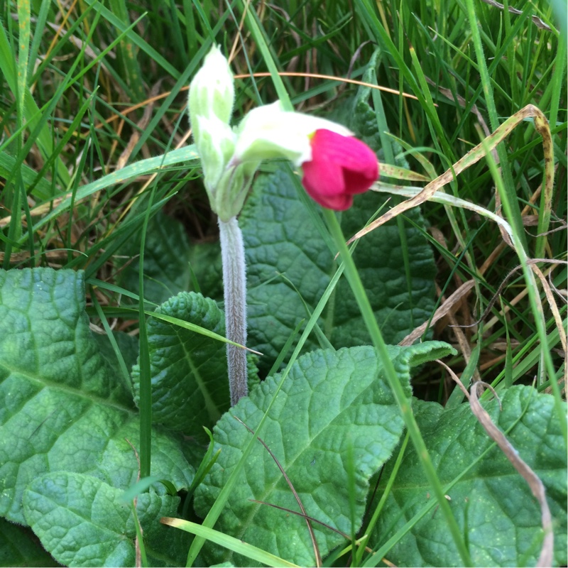 Red Cowslip in the GardenTags plant encyclopedia