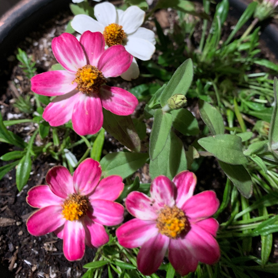 Zinnia Magellan Coral in the GardenTags plant encyclopedia