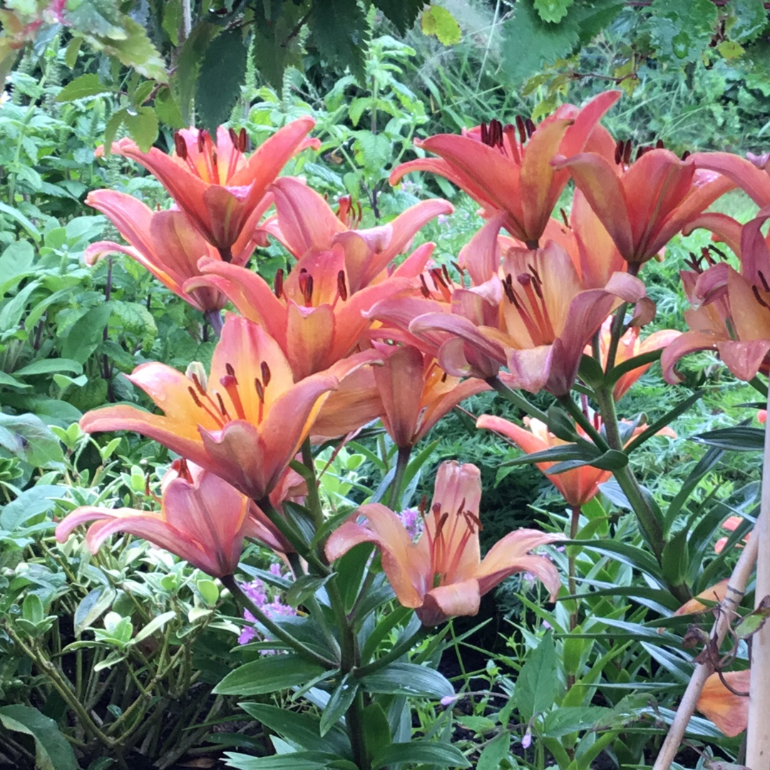 Lily Ladylike (Asiatic) in the GardenTags plant encyclopedia