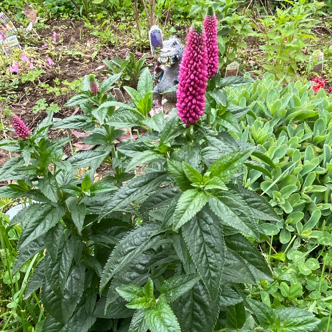 Long-Leaf Speedwell First Love in the GardenTags plant encyclopedia