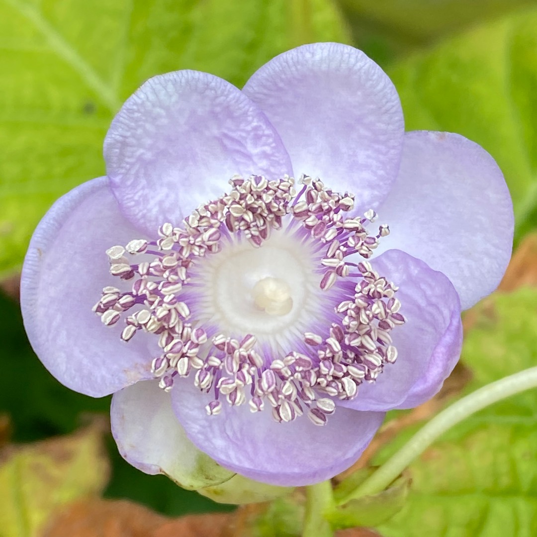 Herbaceous Hydrangea in the GardenTags plant encyclopedia