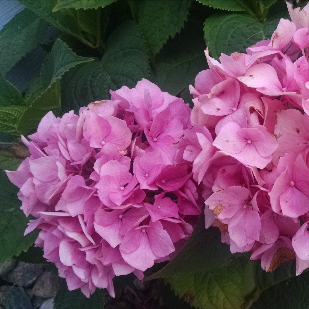 Hydrangea Macrophylla 'Free Bird', Hydrangea 'Free Bird' in GardenTags ...