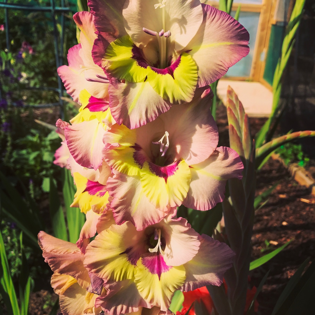 Gladioli Sapporo in the GardenTags plant encyclopedia