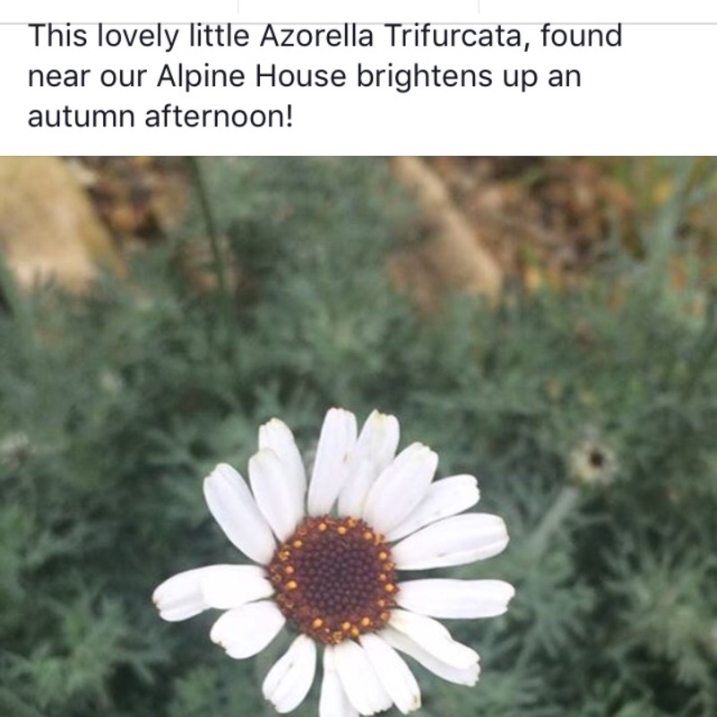 Azorella in the GardenTags plant encyclopedia