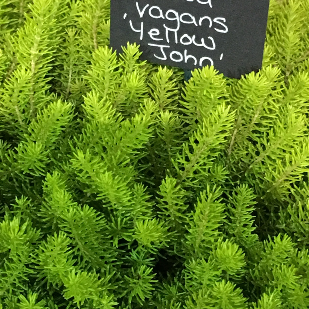 Cornish Heath Yellow John in the GardenTags plant encyclopedia