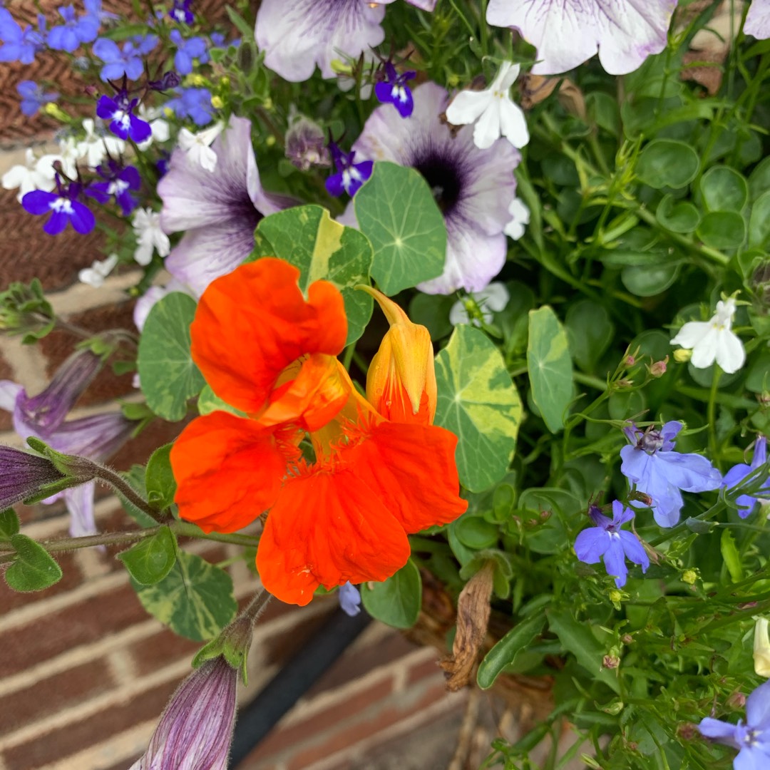 Nasturtium Jewel Of Africa (Mix) in the GardenTags plant encyclopedia