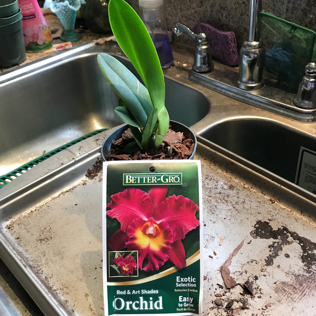 Cattleya Orchid Mem Crispin Rosales Behold in the GardenTags plant encyclopedia