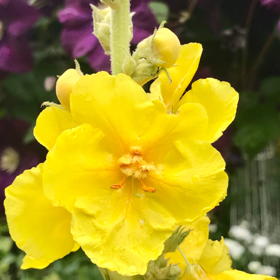 Mullein Banana Custard in the GardenTags plant encyclopedia