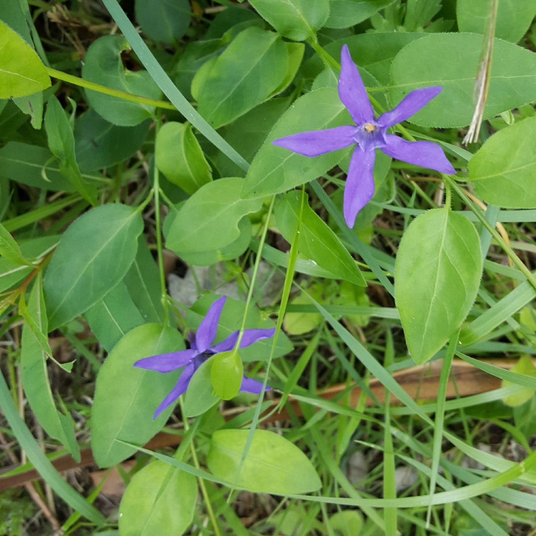 Intermediate Periwinkle in the GardenTags plant encyclopedia