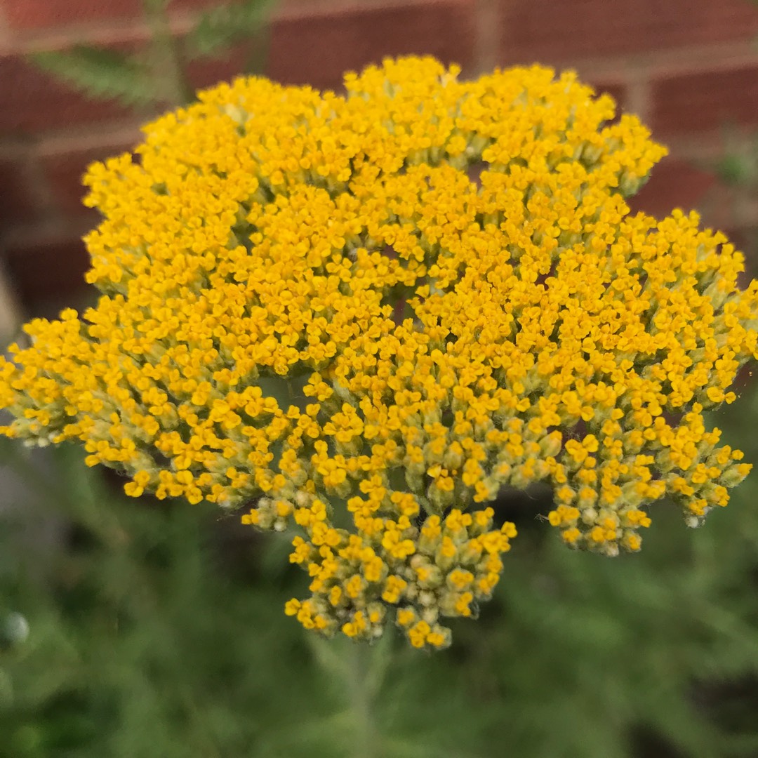 Yarrow Cloth of Gold in the GardenTags plant encyclopedia