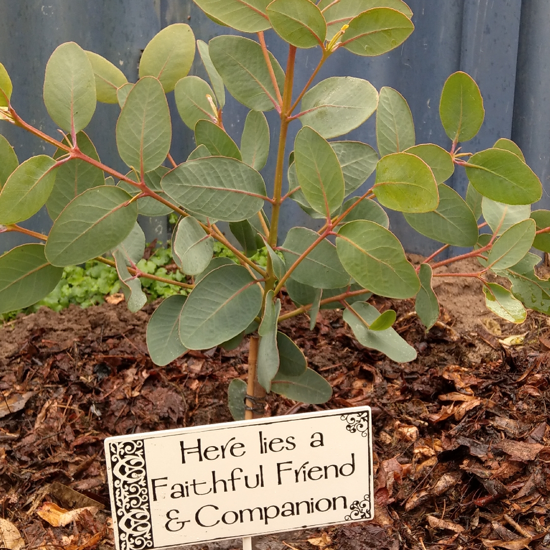 Bell Fruited Mallee in the GardenTags plant encyclopedia