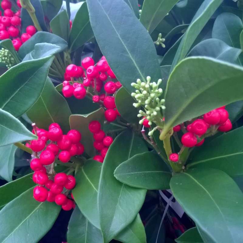 Japanese Skimmia Sensation in the GardenTags plant encyclopedia