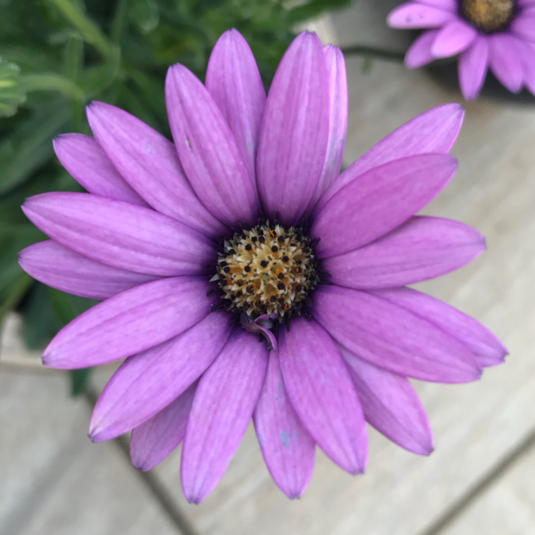 African Daisy Stardust in the GardenTags plant encyclopedia