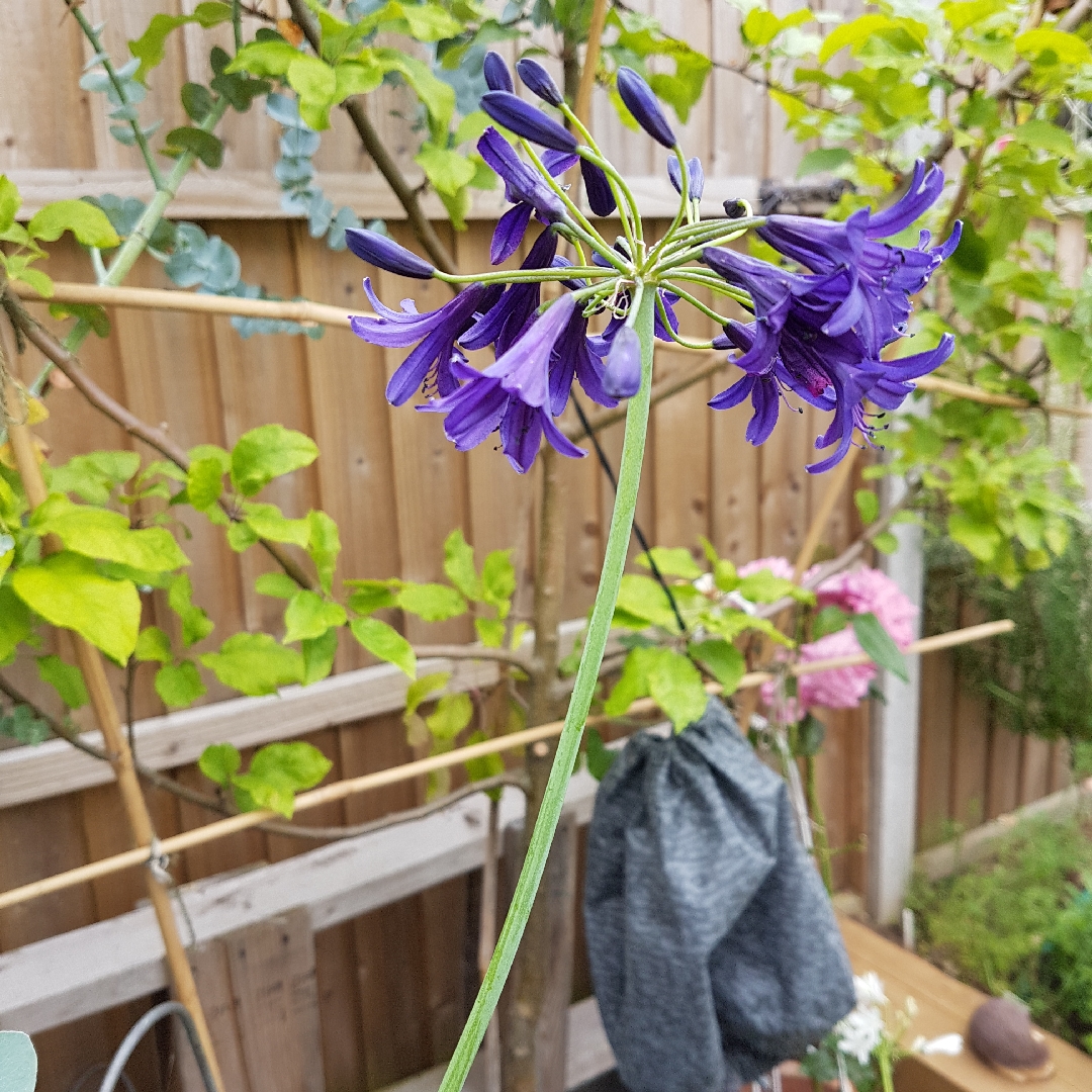 African Lily Indigo Dreams in the GardenTags plant encyclopedia