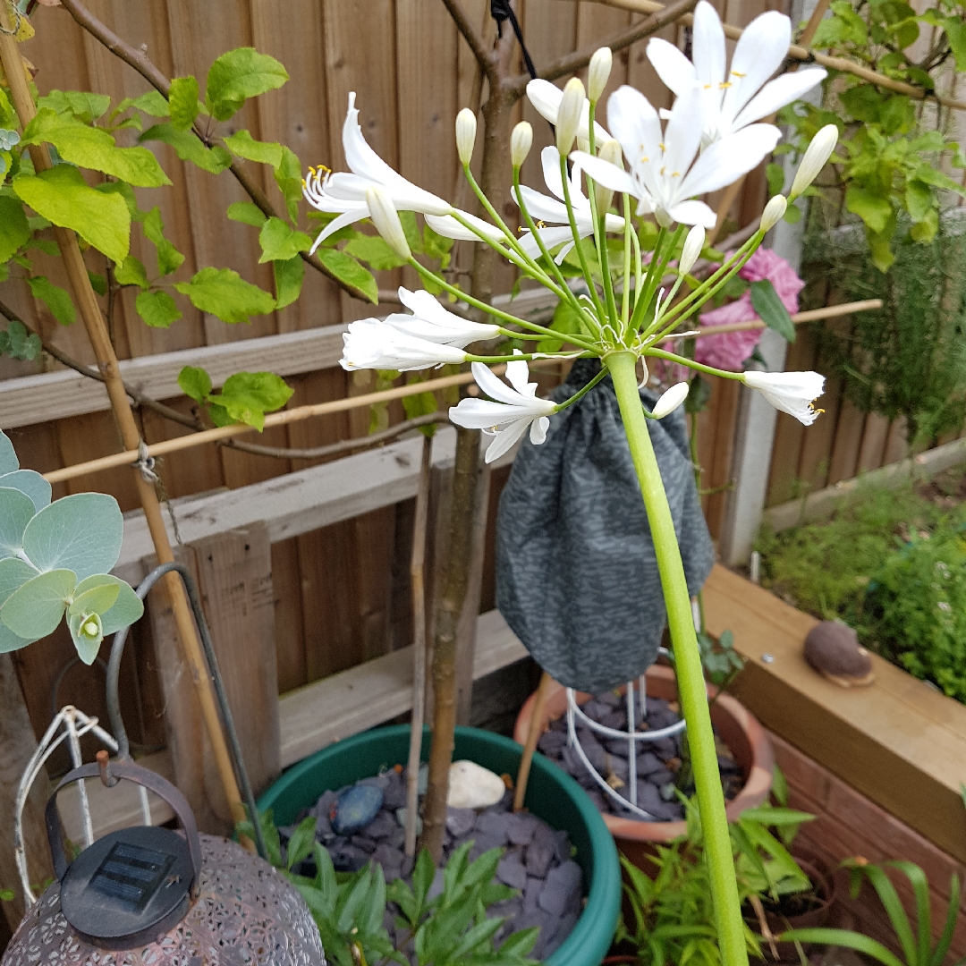 African Lily Bridal Bouquet in the GardenTags plant encyclopedia