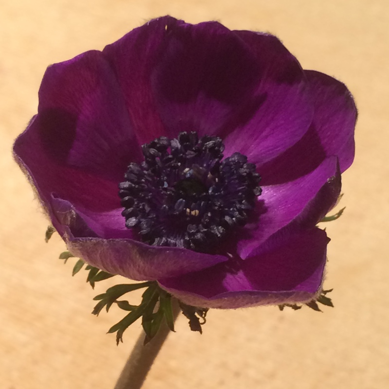 Anemone De Caen Mr Fokker in the GardenTags plant encyclopedia