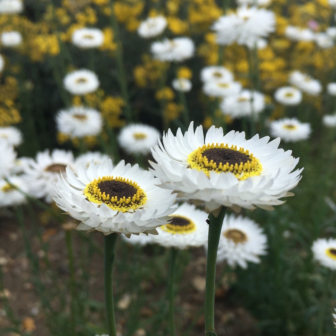 Everlasting Daisy Pierrot in the GardenTags plant encyclopedia