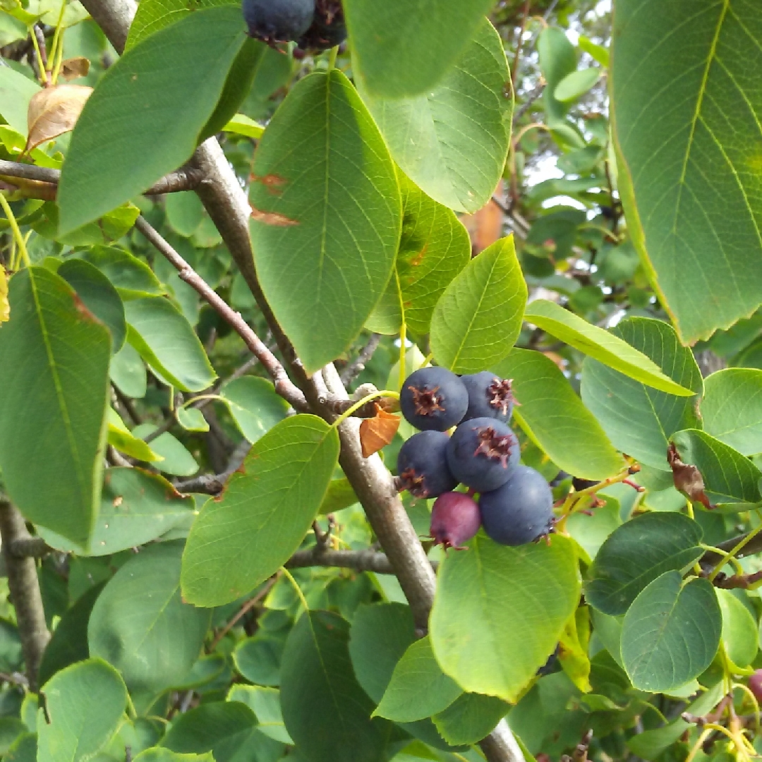 Oval-leaved Blueberry in the GardenTags plant encyclopedia