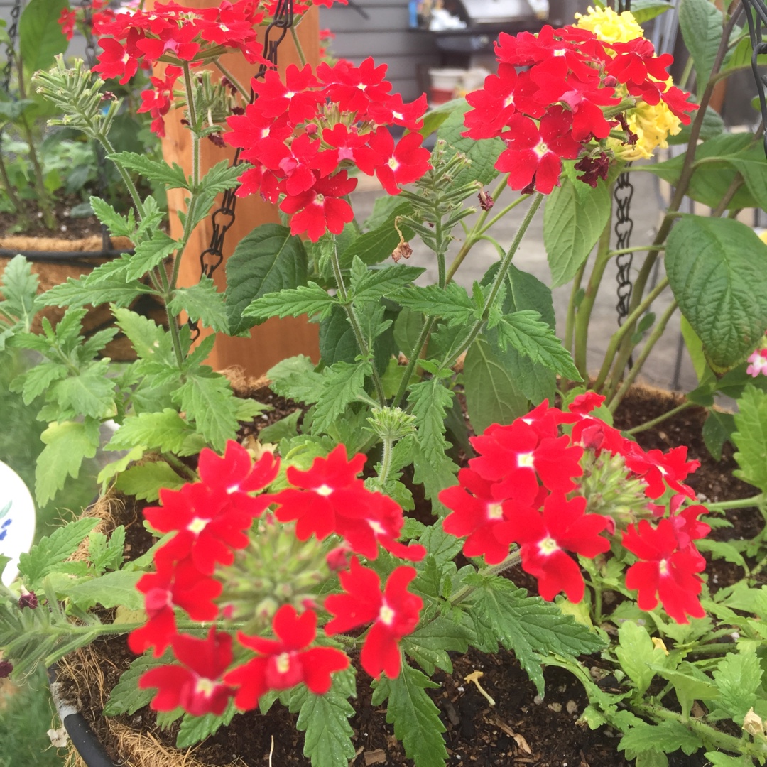 Verbena  Aztec™ Red Velvet in the GardenTags plant encyclopedia